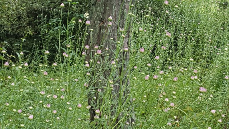 속리산아트힐링센터님의 장터 판매 상품 [구절초 1주당  250~500원] 첨부 사진