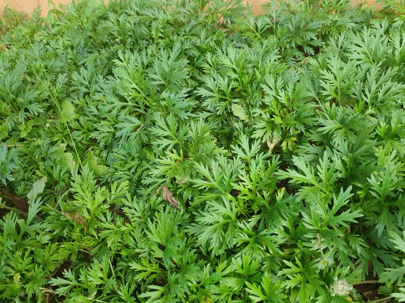 속리산아트힐링센터님의 장터 판매 상품 [구절초 1주당  250~500원] 첨부 사진