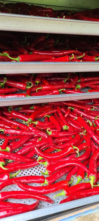 이일철 (조이산골)님의 작성글 사진