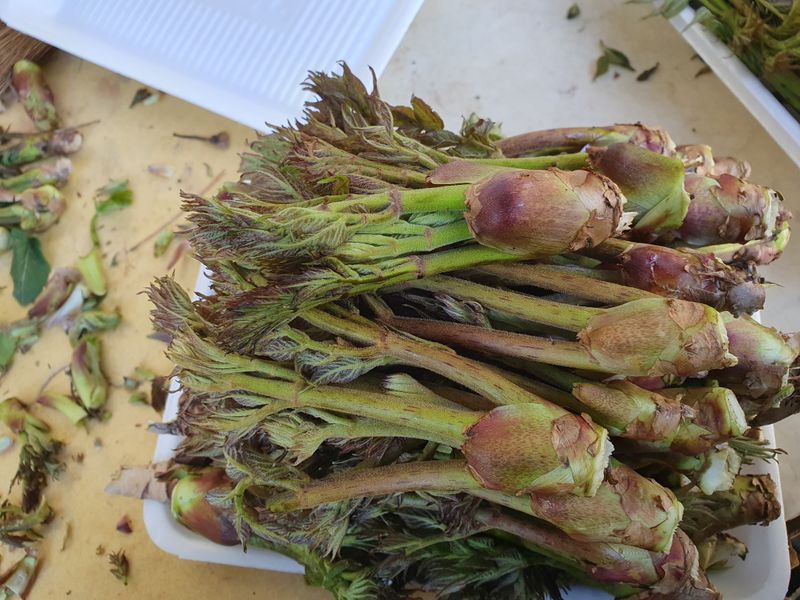 장터 상품 [자연산산두릅1키로 25000] 썸네일