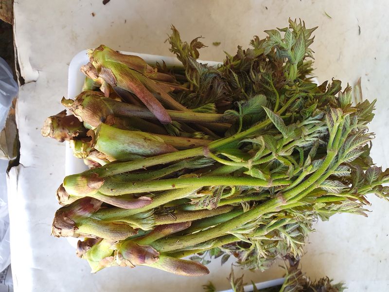 예천토종꿀벌 님의 장터 판매 상품 [자연산산두릅1키로 25000] 첨부 사진