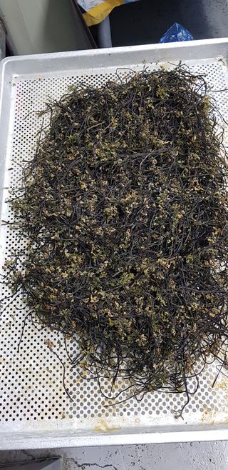 안상환님의 기타작물 · 자유게시판 작성글 사진