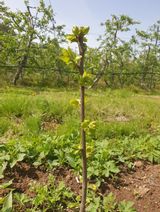 팜모닝 감·자유게시판 게시글 이미지