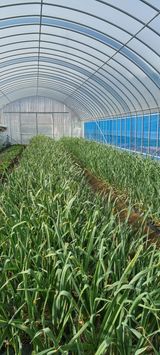 팜모닝 마늘·마늘 쪽 비대기 게시글 이미지