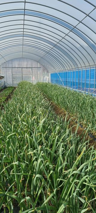 정원훈님의 마늘 · 마늘 쪽 비대기 작성글 사진