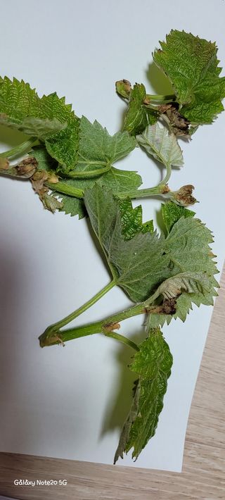 ♡ 예린농원 농장님의 포도 · 자유게시판 작성글 사진