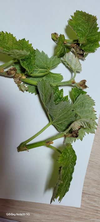 ♡ 예린농원 농장님의 포도 · 자유게시판 작성글 사진