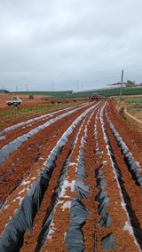 팜모닝 고구마·자유게시판 게시글 이미지