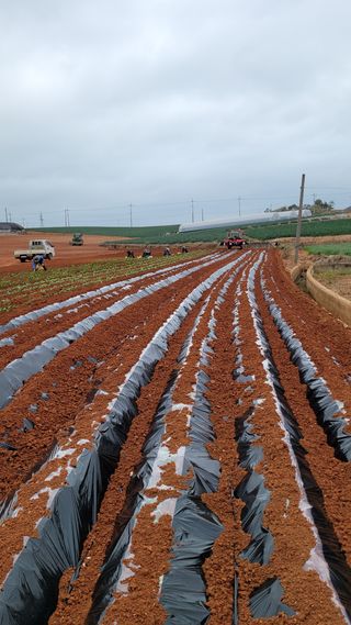 무안선유농원님의 고구마 · 자유게시판 작성글 사진