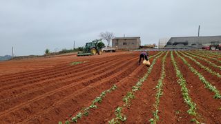 무안선유농원님의 고구마 · 자유게시판 작성글 사진