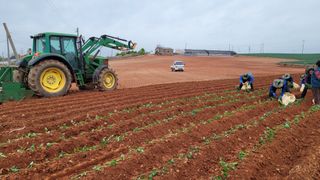 무안선유농원님의 고구마 · 자유게시판 작성글 사진