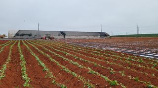 무안선유농원님의 고구마 · 자유게시판 작성글 사진