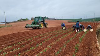 무안선유농원님의 고구마 · 자유게시판 작성글 사진