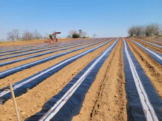 박수열님의 고추 · 일상 작성글 사진