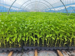 박수열님의 고추 · 일상 작성글 사진