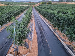 박수열님의 고추 · 일상 작성글 사진