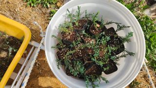 아기농부단야님의 기타작물 · 자유게시판 작성글 사진