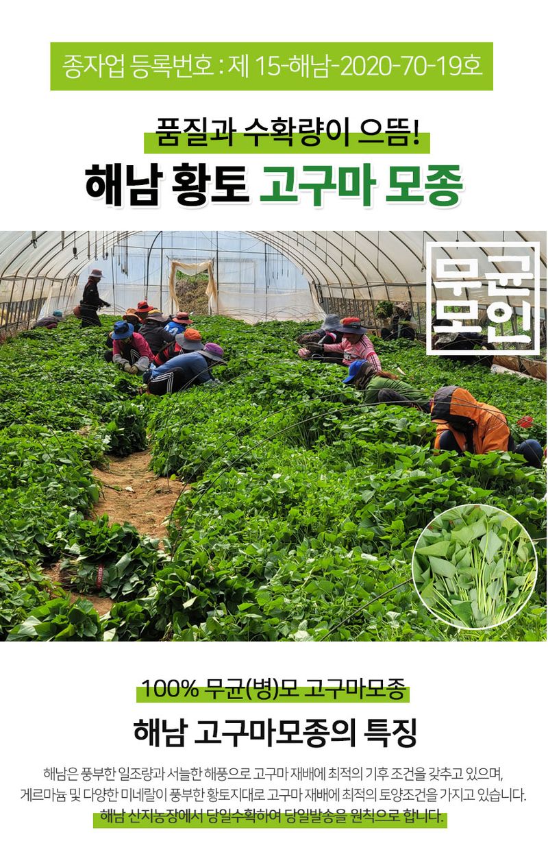 장터 상품 [🌱🍠 해남 당일발송 무병(균)모 고구마모종 3kg 5kg 10kg 20kg 판매합니다] 썸네일