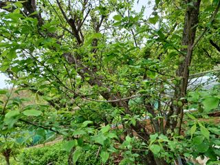 이름고바우님의 매실 · 병해충상담 작성글 사진