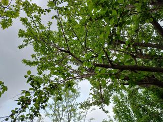 이름고바우님의 매실 · 병해충상담 작성글 사진