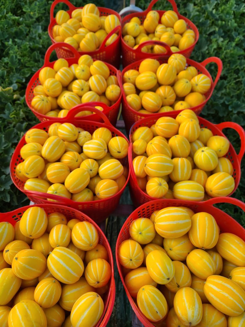 백만흠님의 장터 판매 상품 [[성주백가참외] 매일 새벽수확 당일발송!!] 첨부 사진