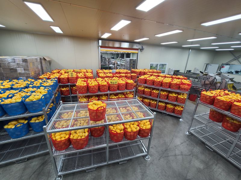 백만흠님의 장터 판매 상품 [[성주백가참외] 매일 새벽수확 당일발송!!] 첨부 사진