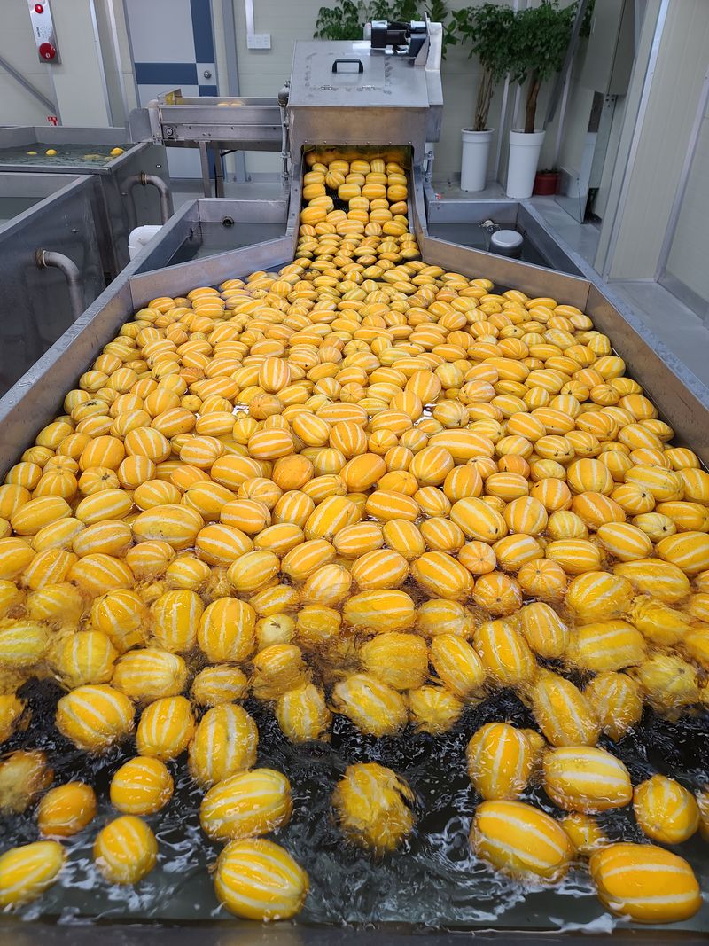 백만흠님의 장터 판매 상품 [[성주백가참외] 매일 새벽수확 당일발송!!] 첨부 사진