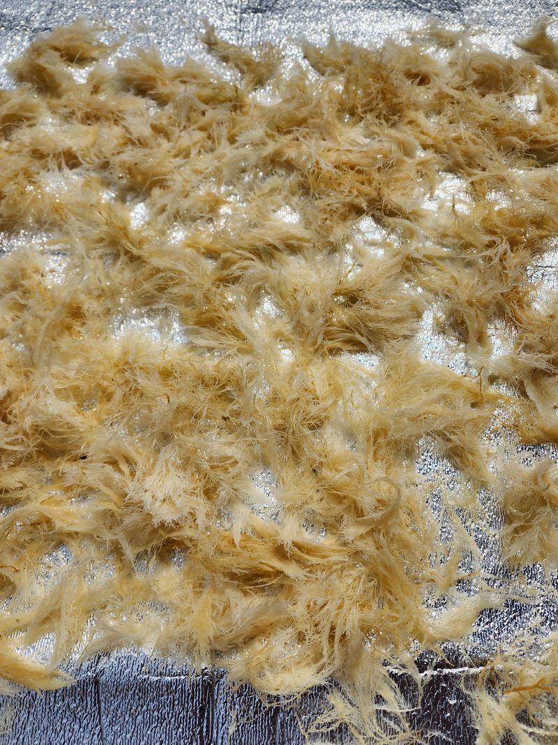 김태환님의 장터 판매 상품 [(도하네농장)제주 청정 우뭇가사리] 첨부 사진