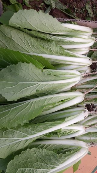 빨간장화농장 김숙자님의 작성글 사진