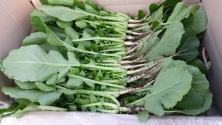 빨간장화농장 김숙자님의 작성글 사진