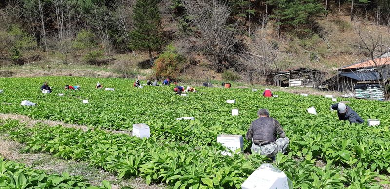 황덕순 님의 장터 판매 상품 [명이나물모종.잎.씨앗.가을종근판매] 첨부 사진