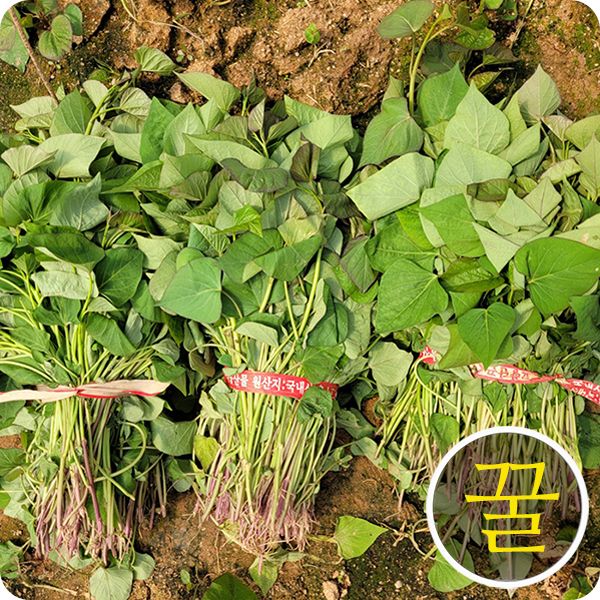 장터 상품 [🌱🍠 해남 당일발송 무병(균)모 고구마모종 3kg 5kg 10kg 20kg 판매합니다.] 썸네일