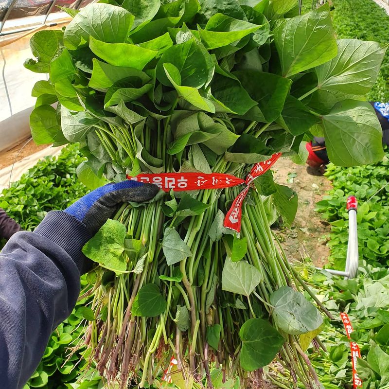 장터 상품 [❗️가격인하❗️익산 1대 고구마모종 1단(95~100주)🌱🍠👍] 썸네일