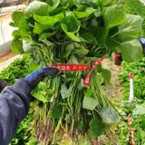 팜모닝 · 게시글 이미지