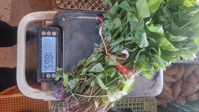 김동수님의 장터 판매 상품 [❗️가격인하❗️익산 1대 고구마모종 1단(95~100주)🌱🍠👍] 첨부 사진