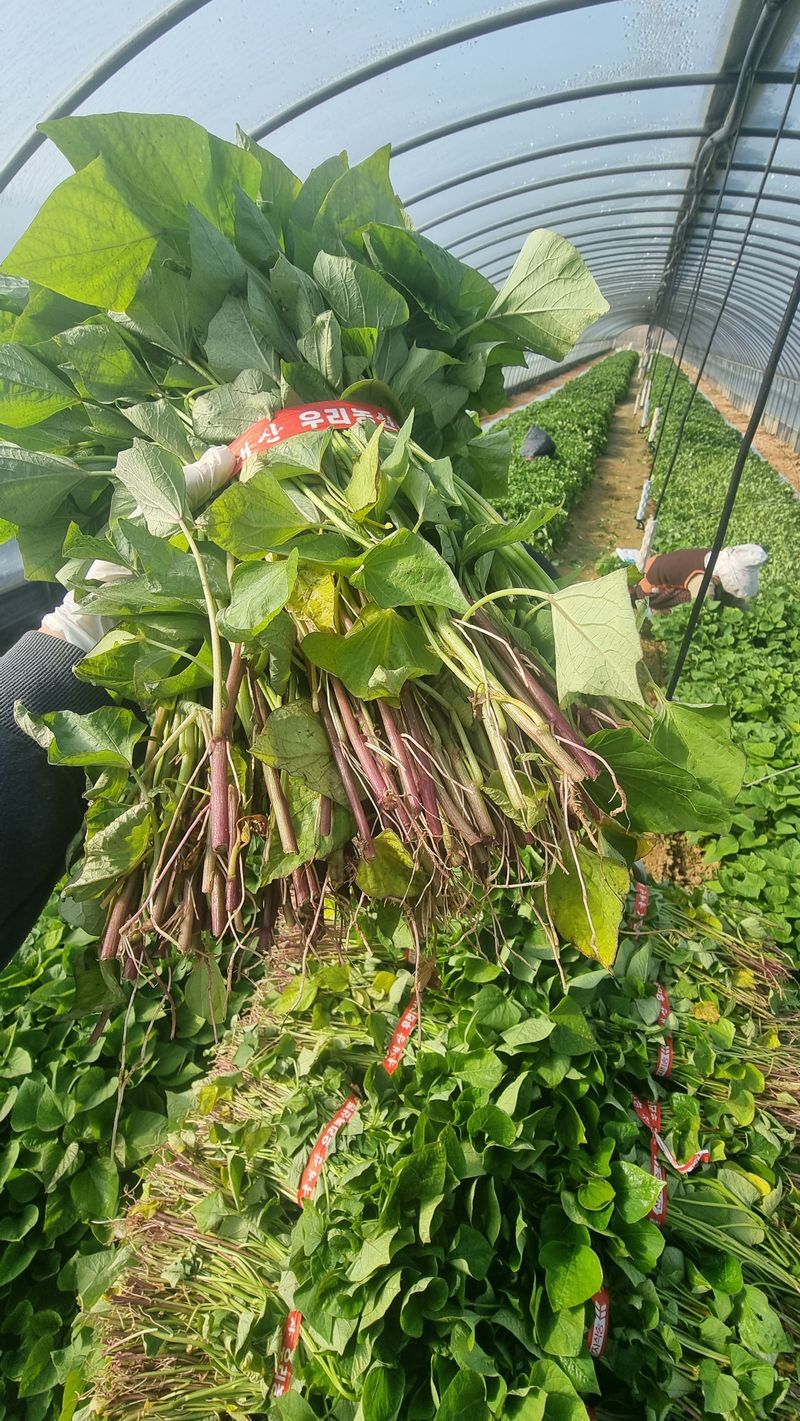 김동수님의 장터 판매 상품 [❗️가격인하❗️익산 1대 고구마모종 1단(95~100주)🌱🍠👍] 첨부 사진