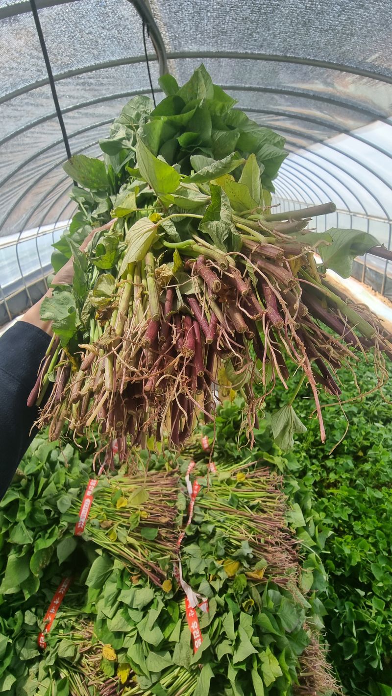 김동수님의 장터 판매 상품 [❗️가격인하❗️익산 1대 고구마모종 1단(95~100주)🌱🍠👍] 첨부 사진