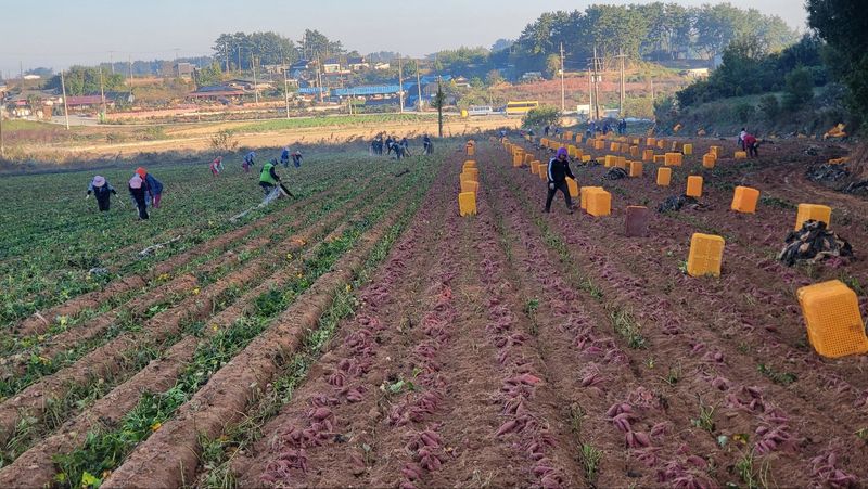 김동수님의 장터 판매 상품 [❗️가격인하❗️익산 1대 고구마모종 1단(95~100주)🌱🍠👍] 첨부 사진