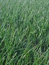 팜모닝 양파·자유게시판 게시글 이미지