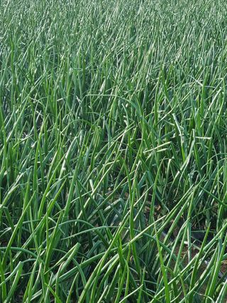 장준석님의 양파 · 자유게시판 작성글 사진