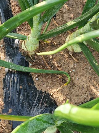 장준석님의 양파 · 자유게시판 작성글 사진