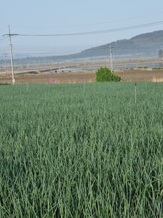 장준석님의 양파 · 자유게시판 작성글 사진