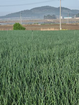 장준석님의 양파 · 자유게시판 작성글 사진