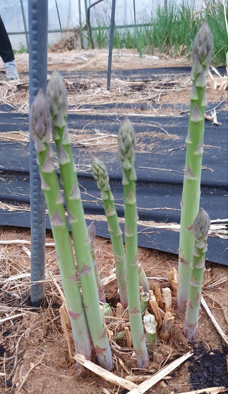 옥이네님의 장터 판매 상품 [아스파라거스 1kg] 첨부 사진