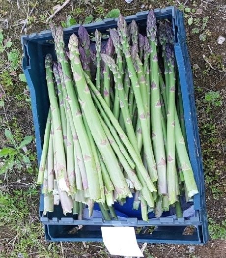 옥이네님의 장터 판매 상품 [아스파라거스 1kg] 첨부 사진