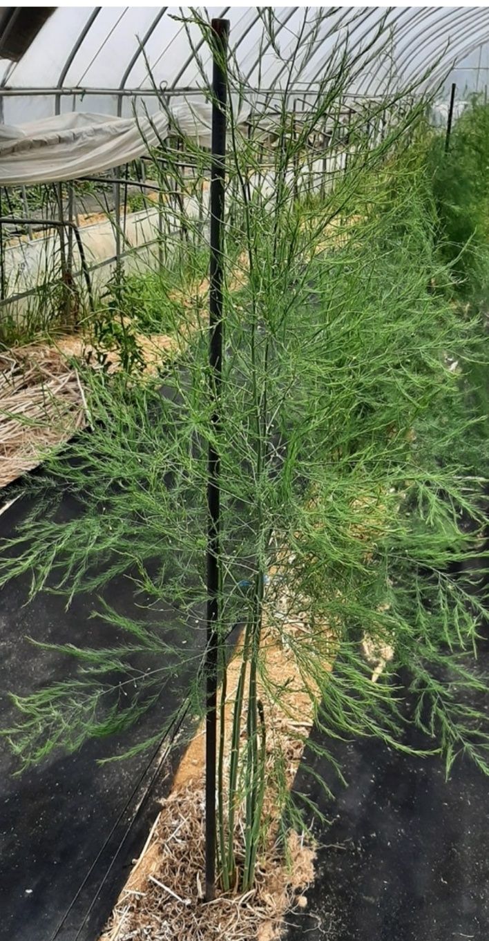 옥이네님의 장터 판매 상품 [아스파라거스 1kg] 첨부 사진