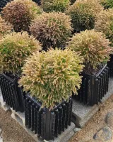 팜모닝 자유주제·자유게시판 게시글 이미지