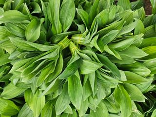 재화농원(이재권)님의 자유주제 · 자유게시판 작성글 사진