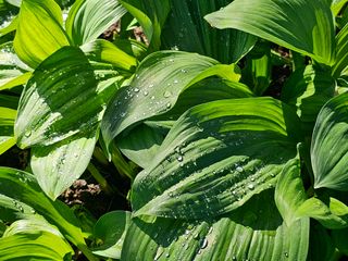 재화농원(이재권)님의 자유주제 · 자유게시판 작성글 사진