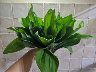 재화농원(이재권)님의 자유주제 · 자유게시판 작성글 사진